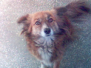 jacksi